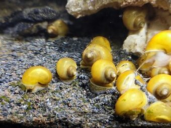 Akvarijní šneci - Ampulárie žlutá