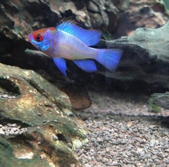 Cichlidka Ramirezova var. Electric blue neon