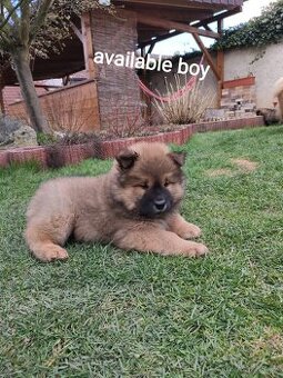 Eurasier
