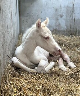 Cremello klisnička s odznaky s reining/cutting původem