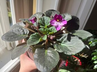 Fialka africká