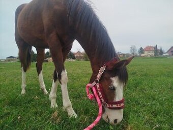 Atraktivní klisna APH 🦄