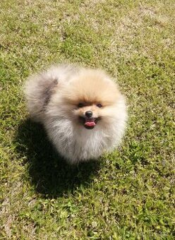 Pomeranian s PP