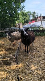 Prodám ovce Zwartbles
