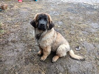 Leonberger 9mesicni stene - 1