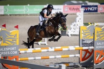 Sportovní pony klisna – kat. B