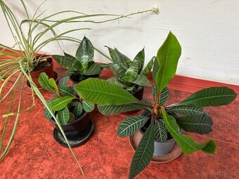 Zelené nenáročné pokojovky