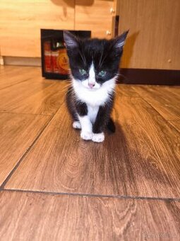 Daruji krásnou kočičku