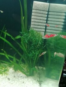 Endlerky RED SCARLET