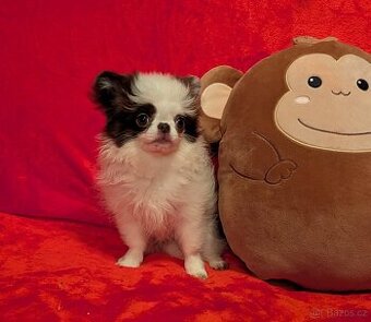 Čivava dlouhosrstá s PP- fenka