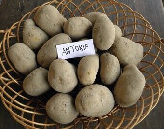 Brambory na uskladnění rozvoz