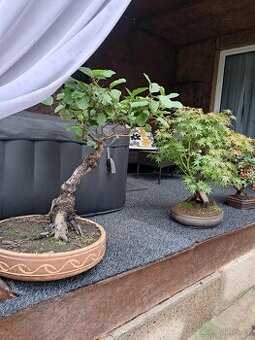 Bonsaj bonsai Olše