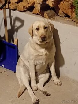 Labradorský retrívr