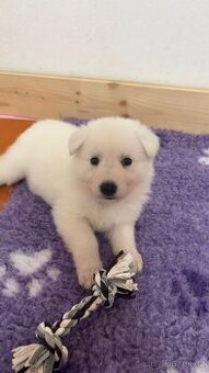 Bílý švýcarský ovčák