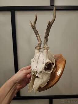 Srnčí trofej na podstavci