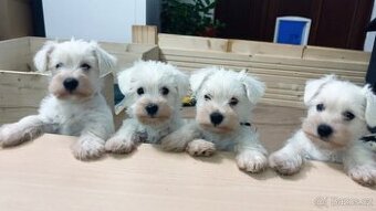 Knírač malý bílý bez PP