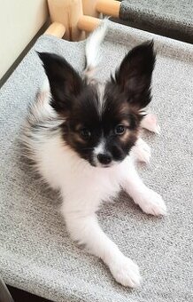 Papillon s PP-pejsek