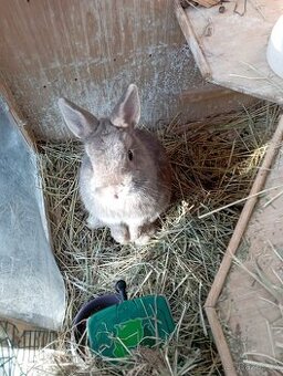 Zakrslý králík-LEVNĚ