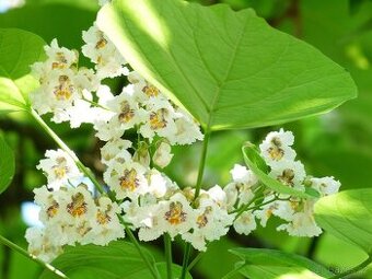 Catalpa bignoides Katalpa