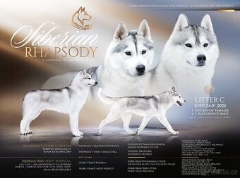 Sibírsky Husky s PP