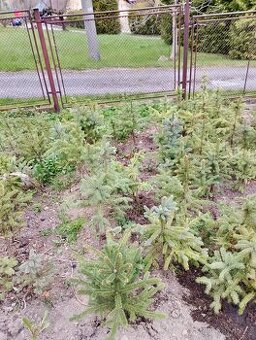 Sazenice Stříbrných smrku