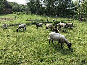 Prodám jehňata ovce Suffolk