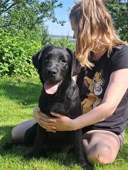 Labradorský retriever s PP