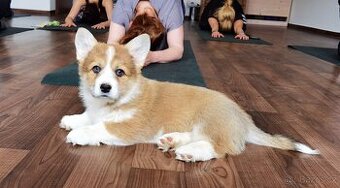 Welsh corgi pembroke s PP
