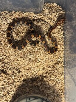 Užovka Červená Extreme Okeetee (Corn Snake)