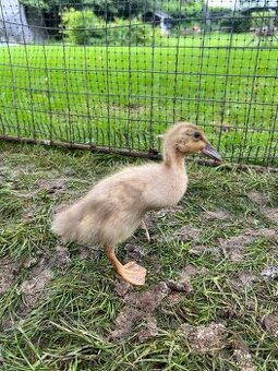 Indický běžec 🦆