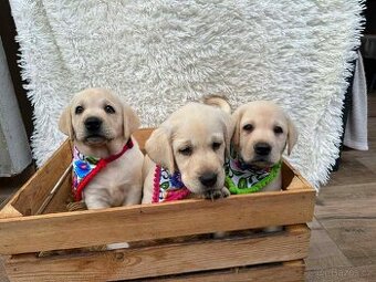 Labradorský retriever