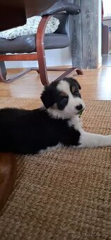 Border collie