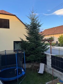 Daruji vánoční strom.