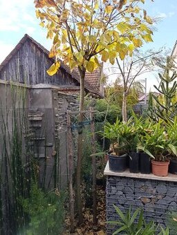 Katalpa trubačovitá 'Nana'