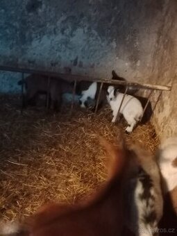 Kamerunská kůzlata