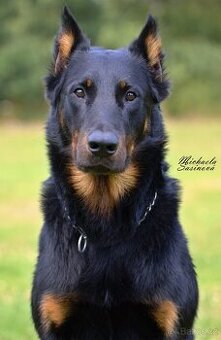 Beauceron s PP