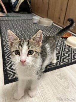 Kocourek hledá domov