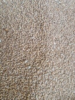 Pšenice, Ječmen, oves, hrách, bob obecný, řepka