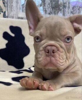 Francouzský buldoček