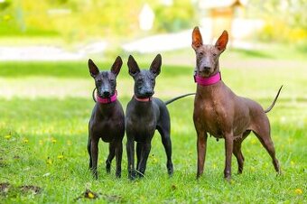 Peruánsky a mexický naháč