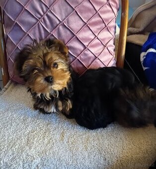 Jorkšírský teriér bez PP