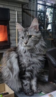 Mainská mývalí koťátka bez PP