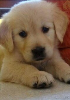 Labladorsky retrívr