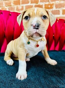 americký stafordšírský teriér