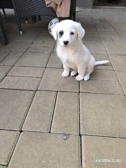 Jack Russel teriér