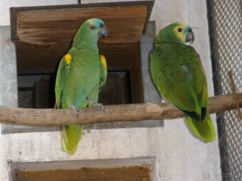 Amazoňan modročelý