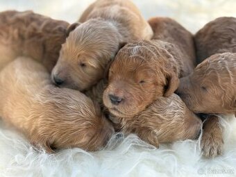 Goldendoodle