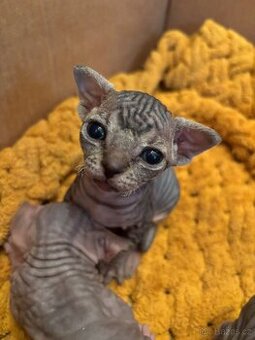 Kanadský sphynx