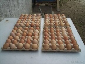 násadová vejce perliček - 1