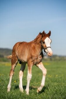 Letošní hřebeček Welsh Cob